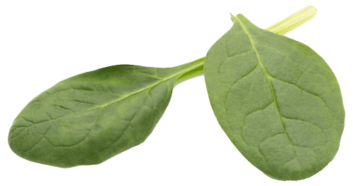 spinach on the isolated white WPM8S7F