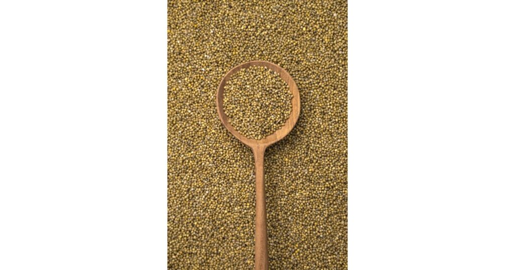 foxtail millet