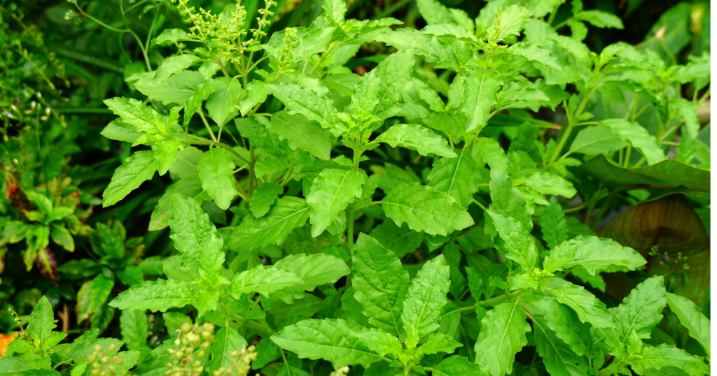 tulsi